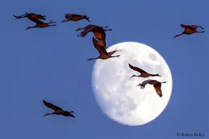 Exclusive Crane Tour - Friday December 8, 2023