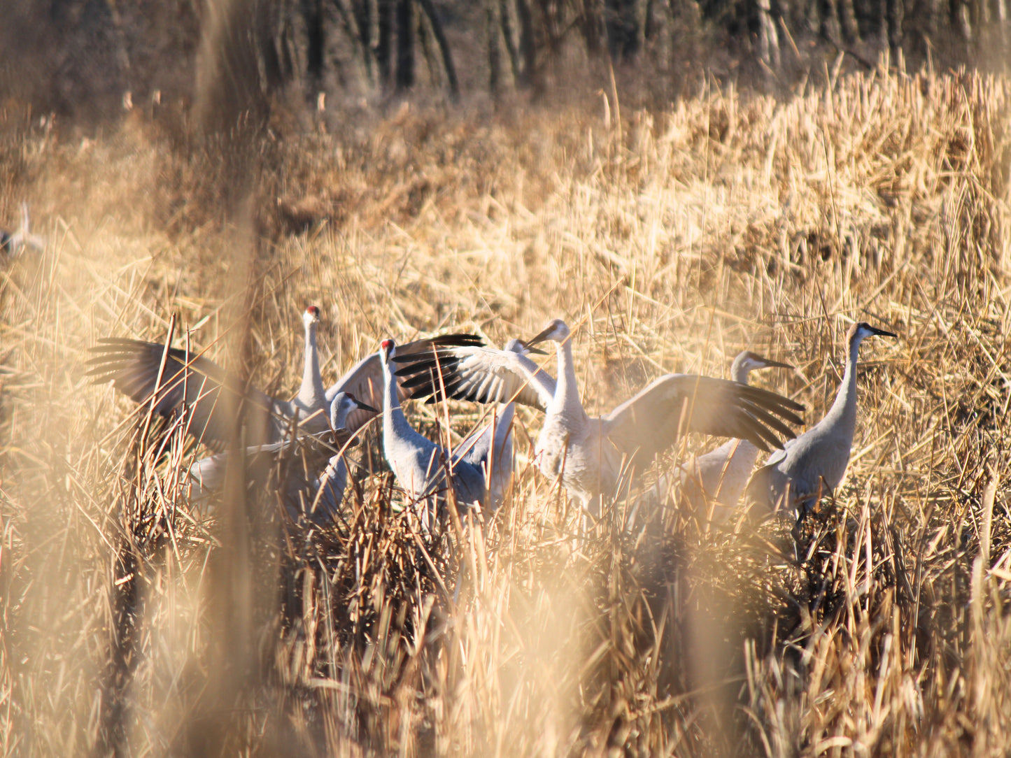Crane Congregation Tour at the Shack Blind - Thursday December 10, 2026