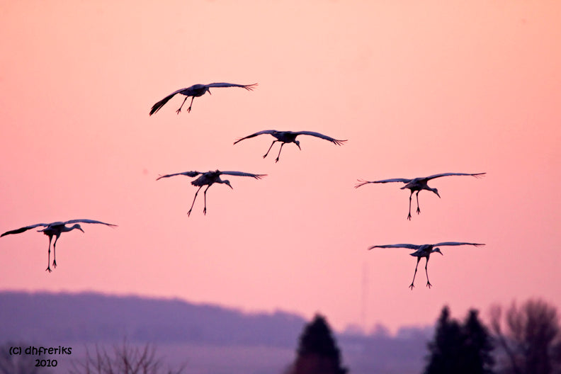 Private Group Crane Tour - Saturday November 18, 2023