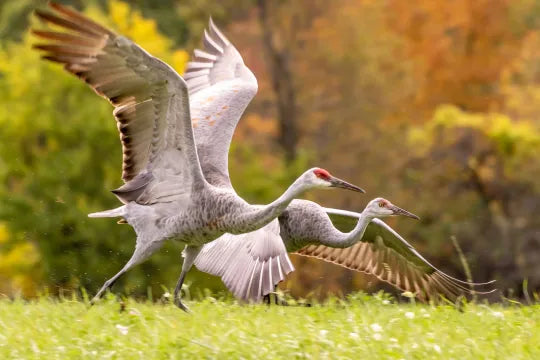 Premium Crane Tour - Tuesday November 21, 2023