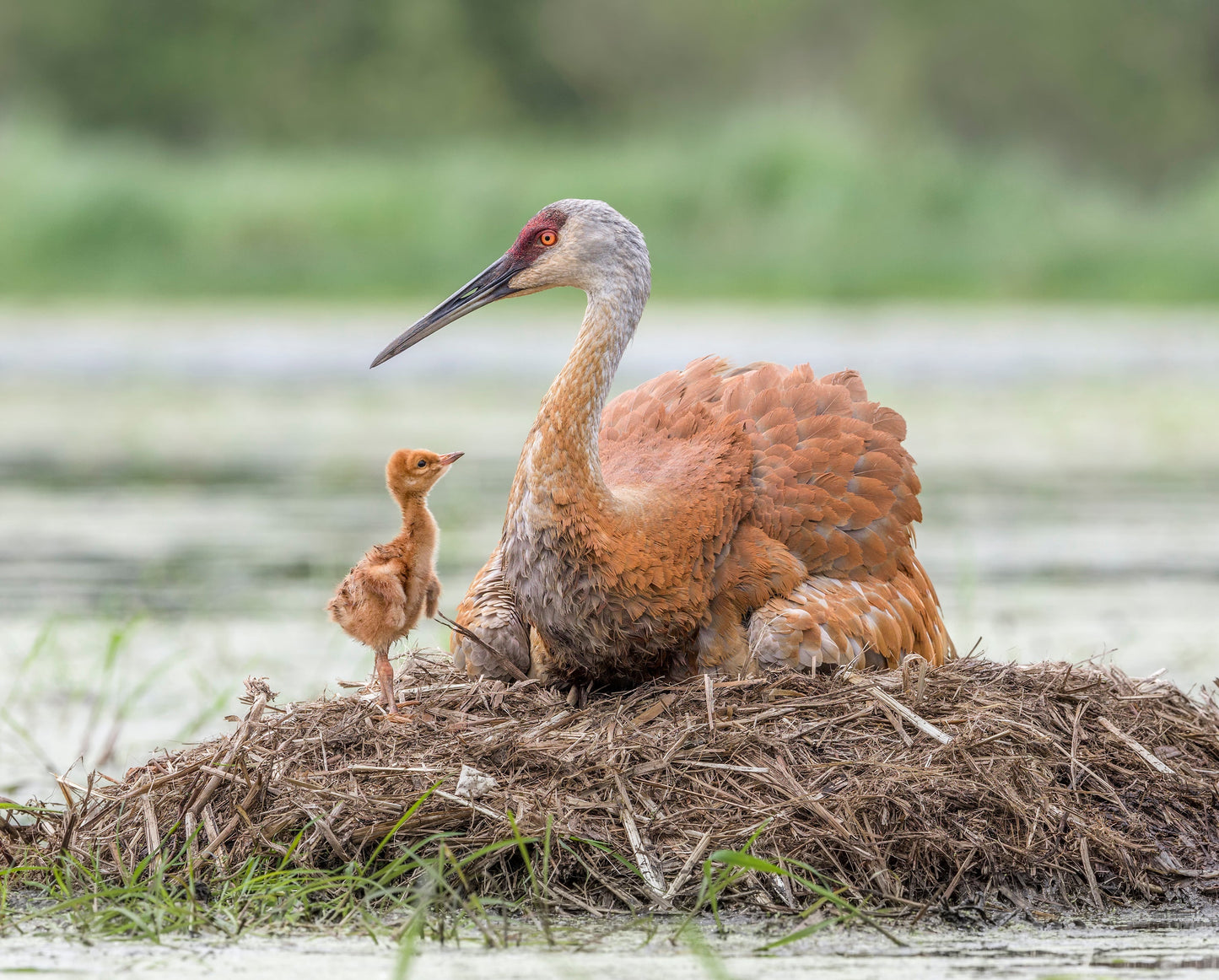 Classic Crane Tour - Thursday November 16, 2023