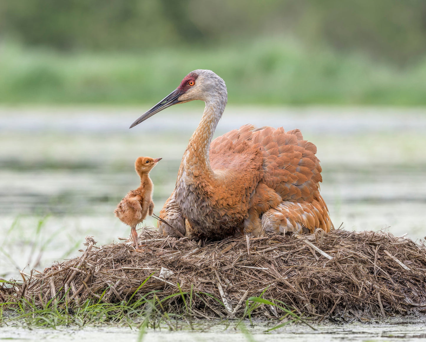 Classic Crane Tour - Thursday November 30, 2023