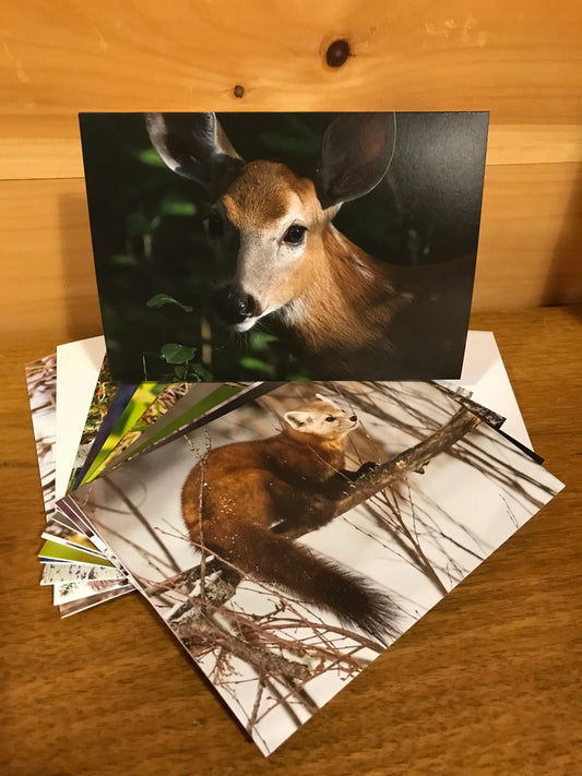 Wildlife Cards Set
